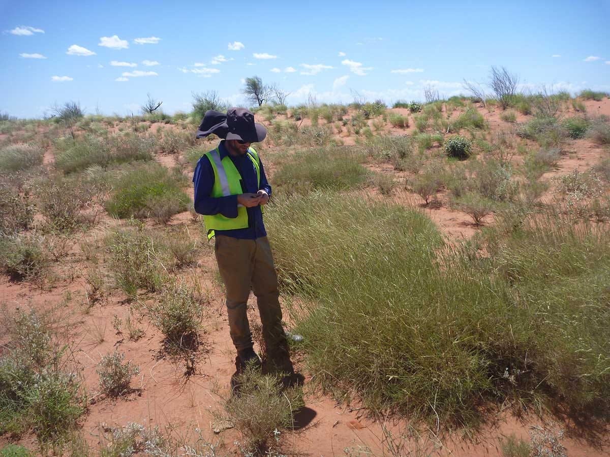 Recent range expansion in Australian hummock grasses