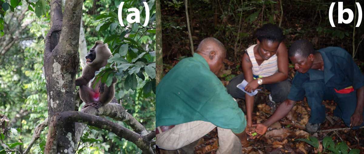 Sampling in the current study