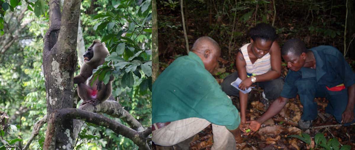 What drives germination and seedling survival in an Afrotropical forest?