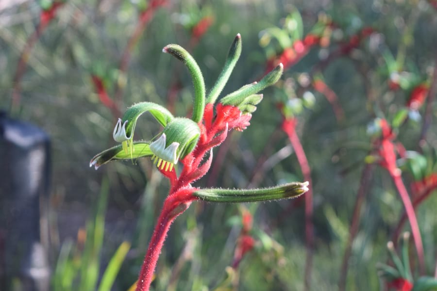 Anigozanthos manglesii