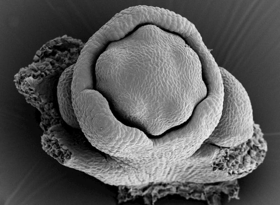 Taking a close look at the mystery of the disappearing petals