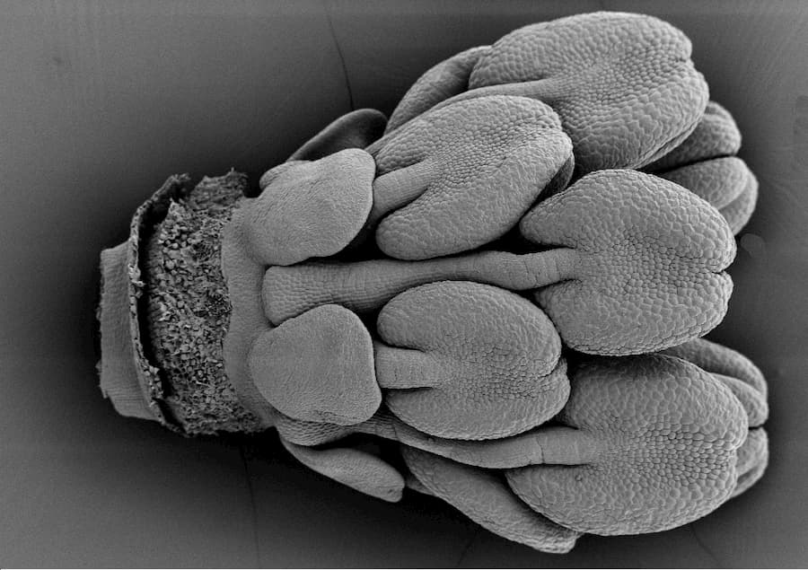 A view of the flower from the side