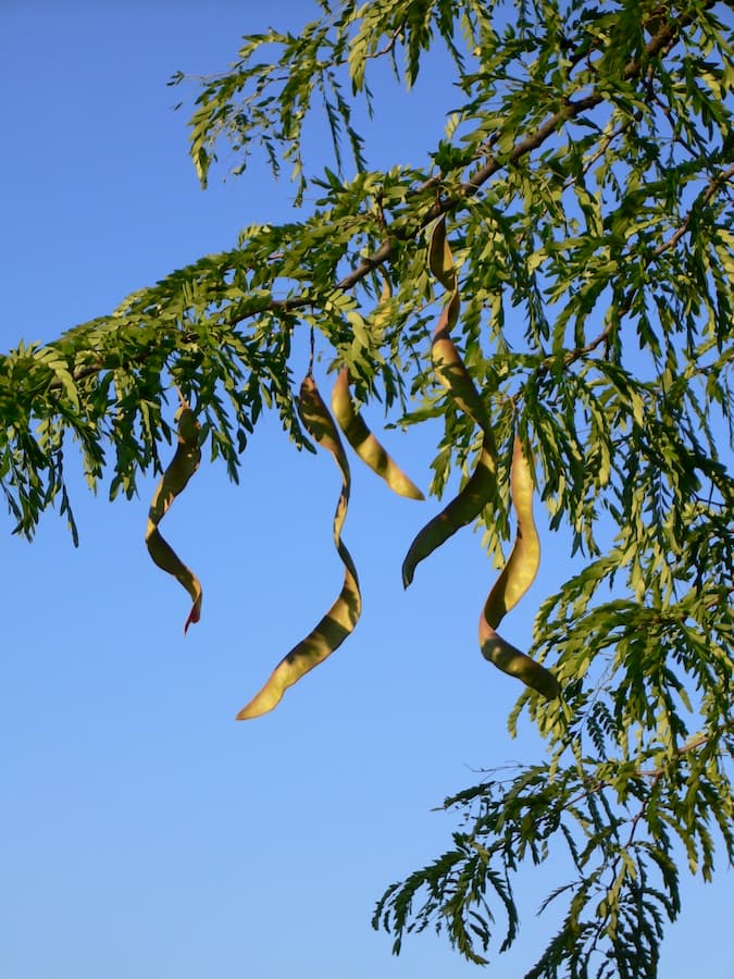 How Gleditsia triacanthos invades across biomes