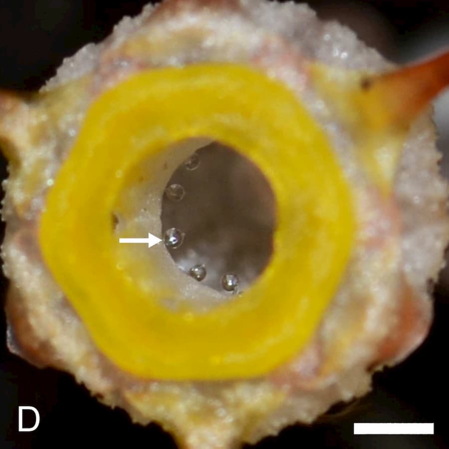 Drops inside a Thismia flower