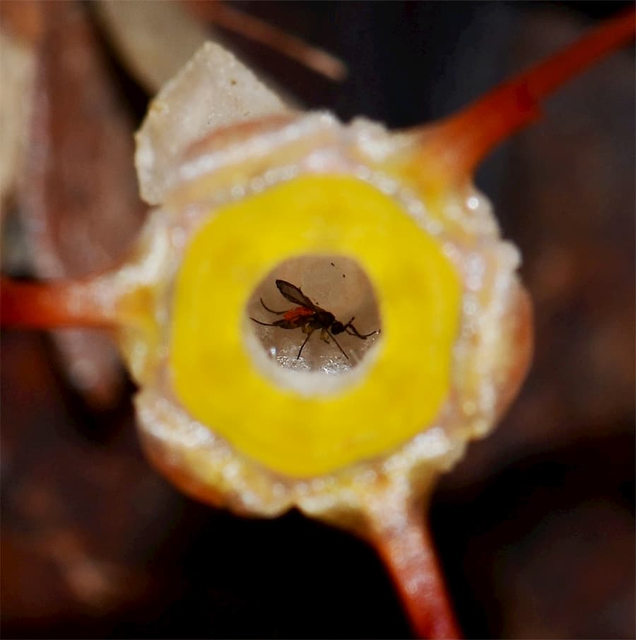 Thismia and its unusual number of specialist relationships.