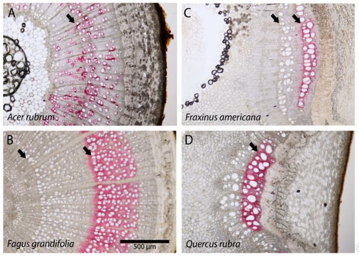 Some trees can save effort when it comes to adding growth rings
