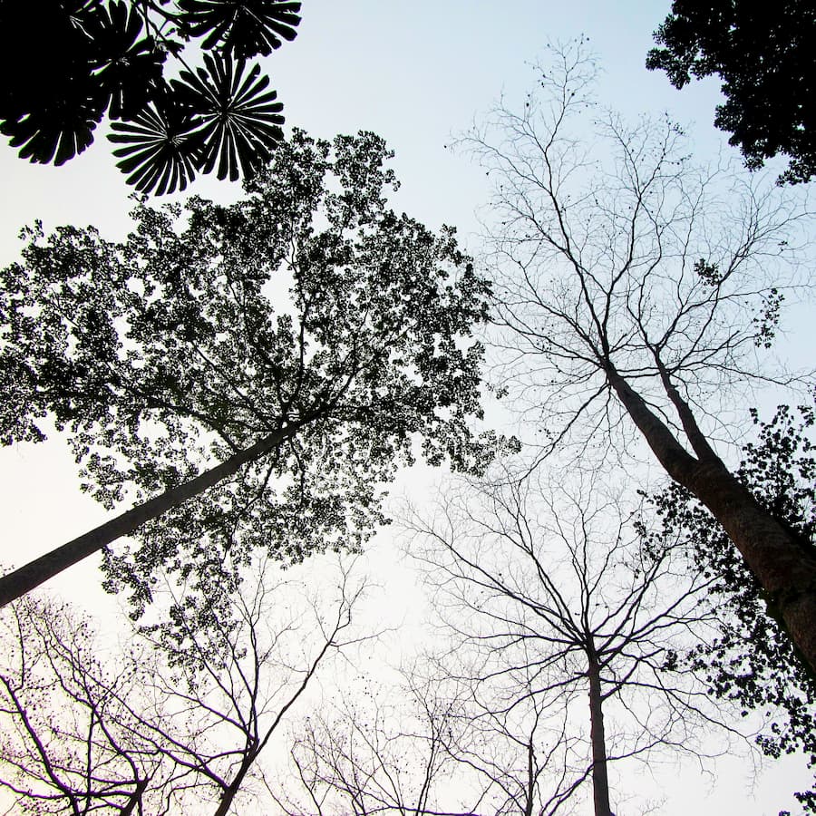 Rhythms written in the wood of tropical trees