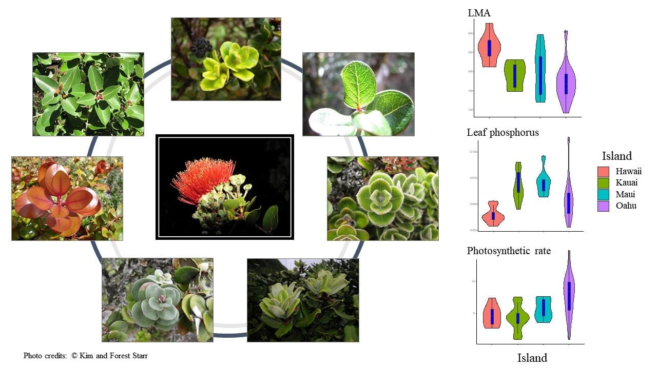 Call for Papers: Intraspecific variation in plant functional traits  for Annals of Botany