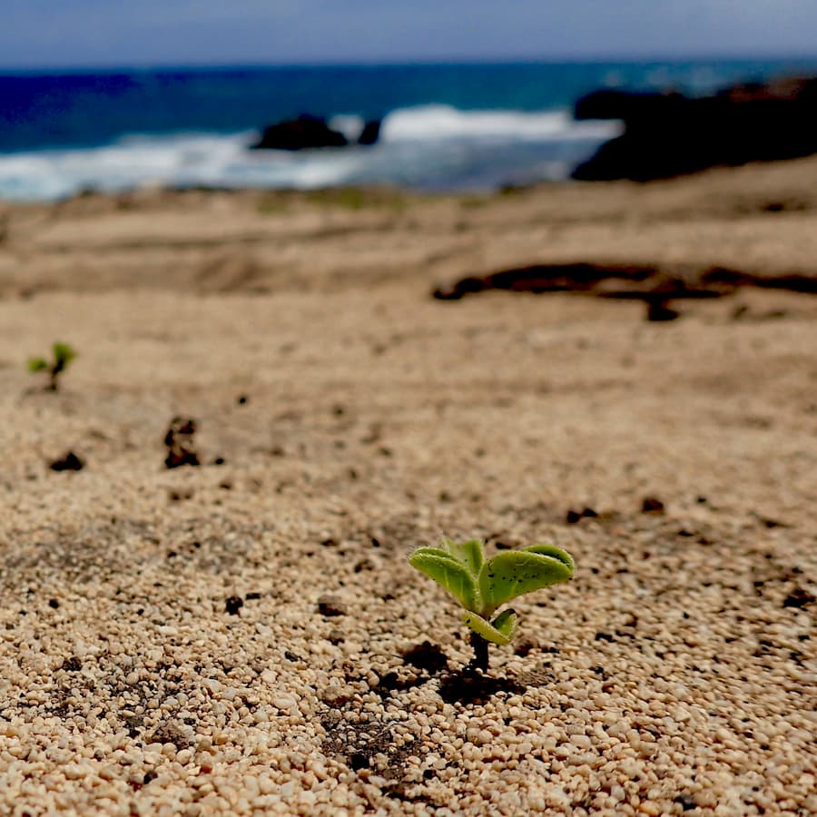 Rising tides bring rising salinity to coastal plants, but will they cope?