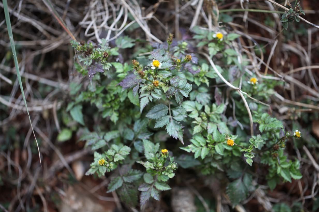 Achene heteromorphism in Bidens pilosa (Asteraceae): differences in germination and possible adaptive significance