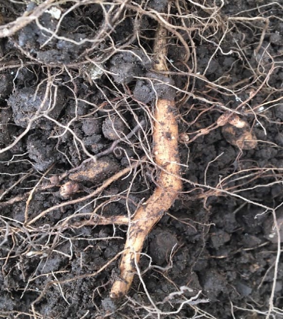 Competition between the indigenous legume Vachellia sieberiana and the introduced Chromolaena odorata in the savannah environment