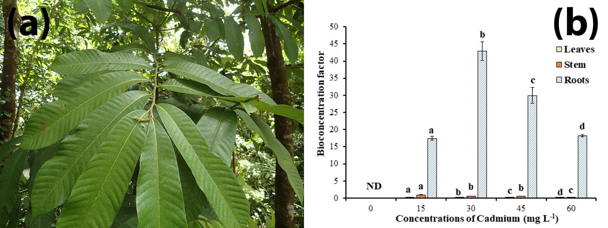 Effects of cadmium on the Amazonian tree species Virola surinamensis
