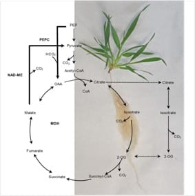 The suitability of Brachypodium distachyon for the study of ammonium stress in cereals