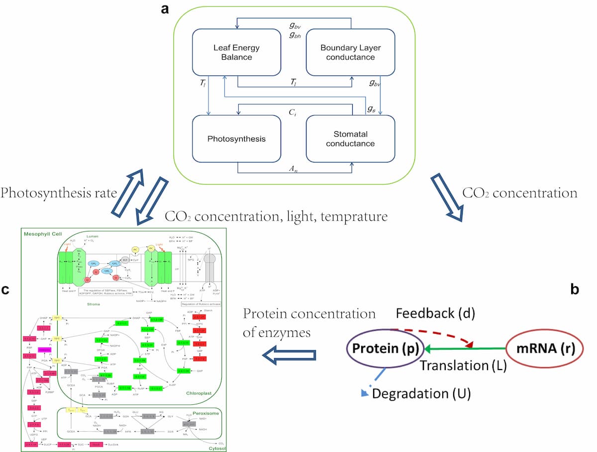 Scaling photosynthesis from gene to leaf