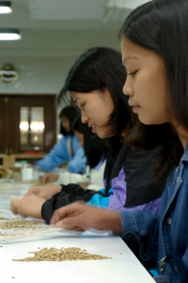 At work in the genebank