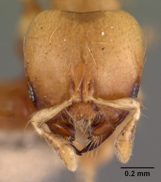 Final course: ‘Coffee’… *