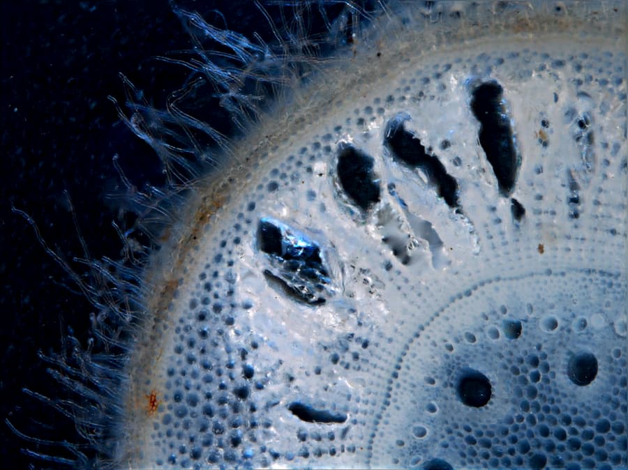 How to break down cell walls in sugarcane