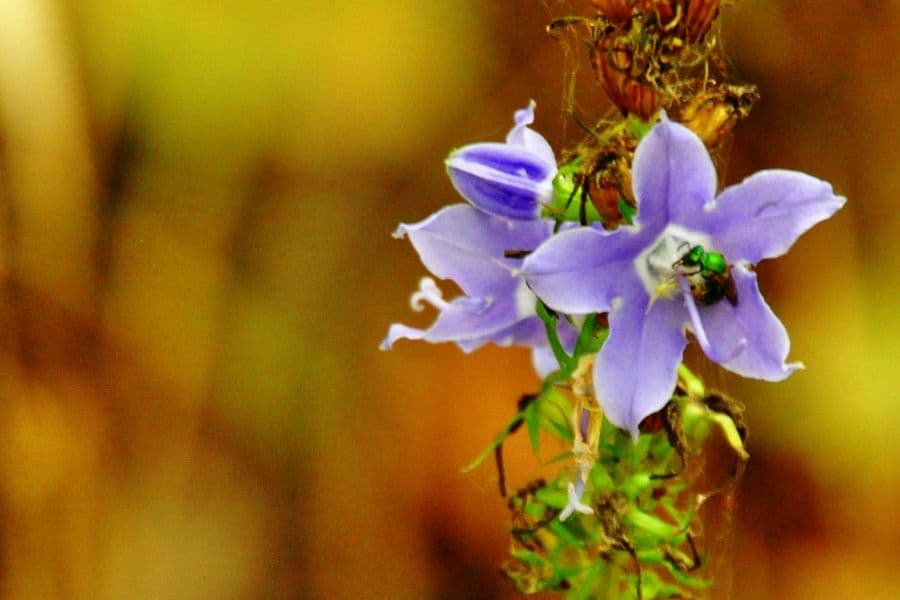 The role of pollinator preference to maintain pollen colour variation