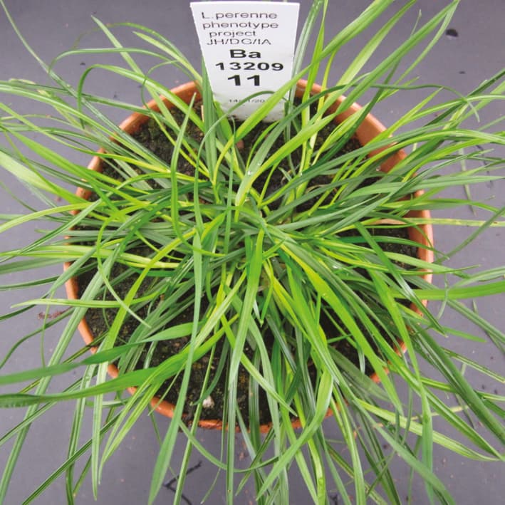 Candidate gene identification in perennial ryegrass