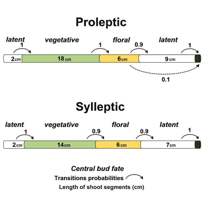 Peach shoot types and the control of vegetative growth in trees