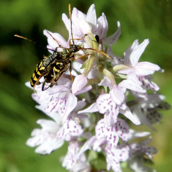 Multidirectional evolution of floral chemistry in deceptive Dactylorhiza orchids