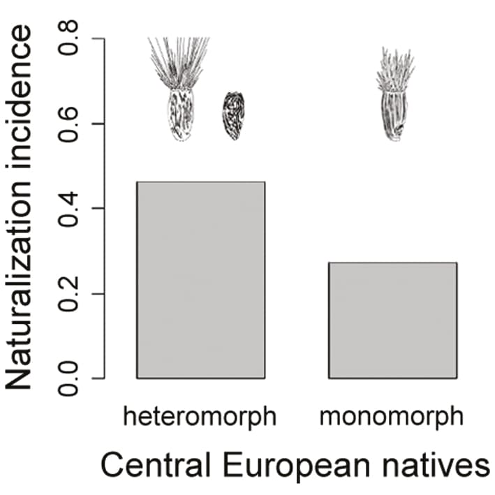 Fruit heteromorphism and naturalization success in Asteraceae