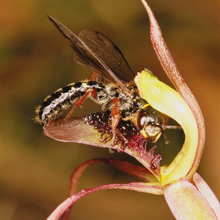 Genes involved in the biosynthesis of Chiloglottis semiochemicals