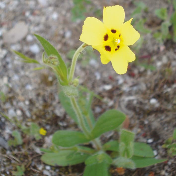 Reproductive assurance weakens pollinator-mediated selection on flower size
