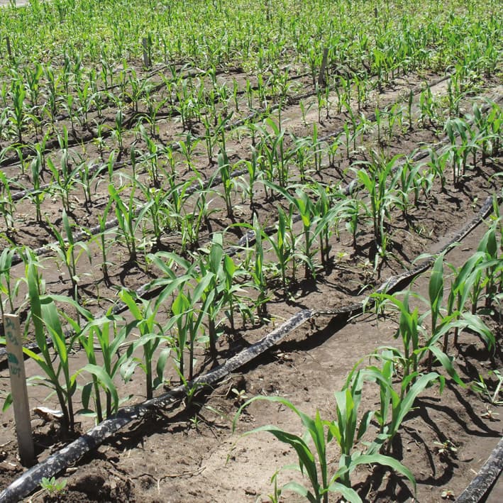 Red:far-red photoreceptors in maize determine plant growth and grain yield