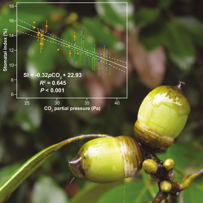 An inverse stomatal frequency–pCO2 correlation for Quercus glauca
