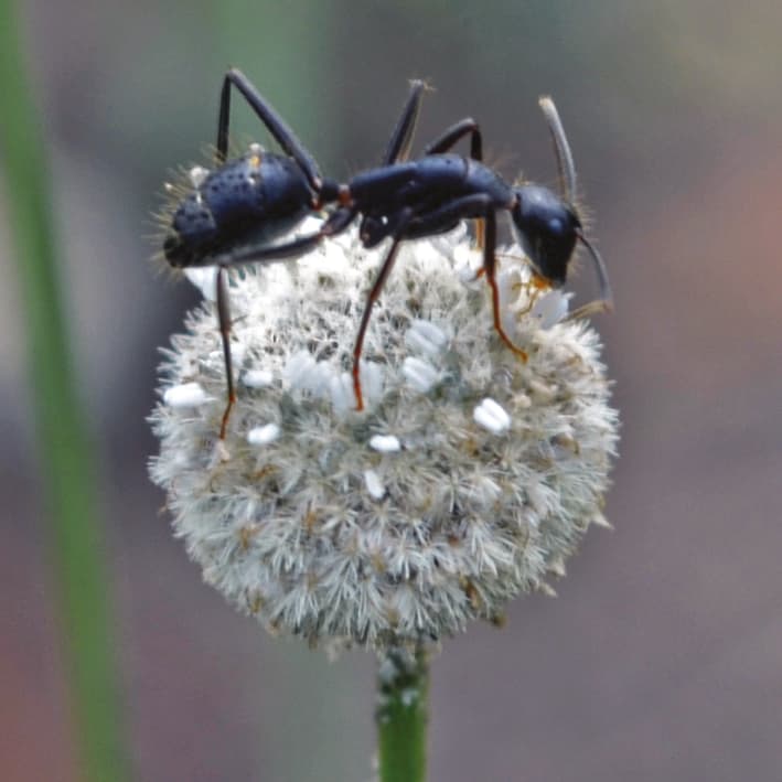 Ant pollination in Brazilian savanna
