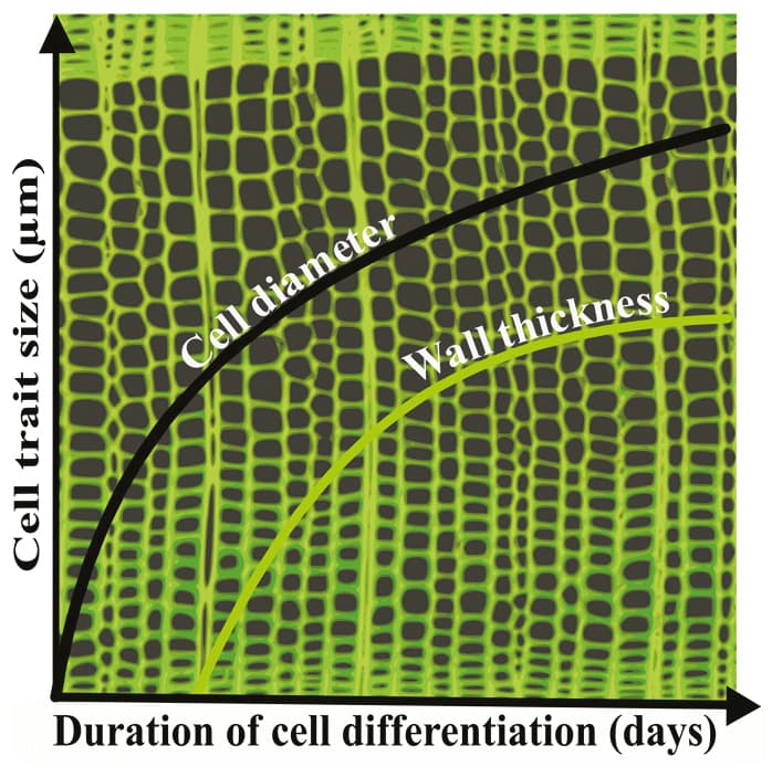 Relationship between duration of cell differentiation and xylem traits