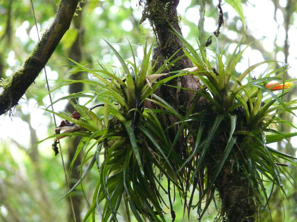 Bromeliad epiphytes on a tree in Costa Rica