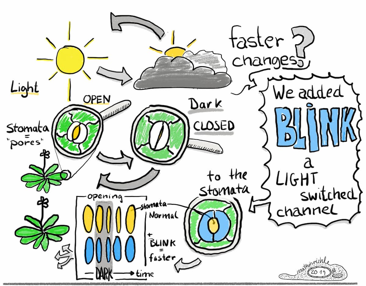 BLINKing stomata: an optogenetic approach to improve plant growth and water use