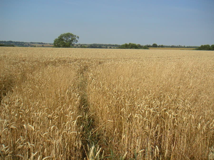 Climate Change and Carbon Sequestration in Soils: Can Phytoliths Help?