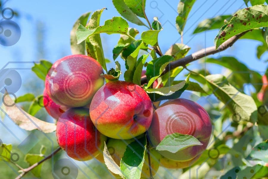 Introducing MuSCA, the multi-scale carbon allocation model