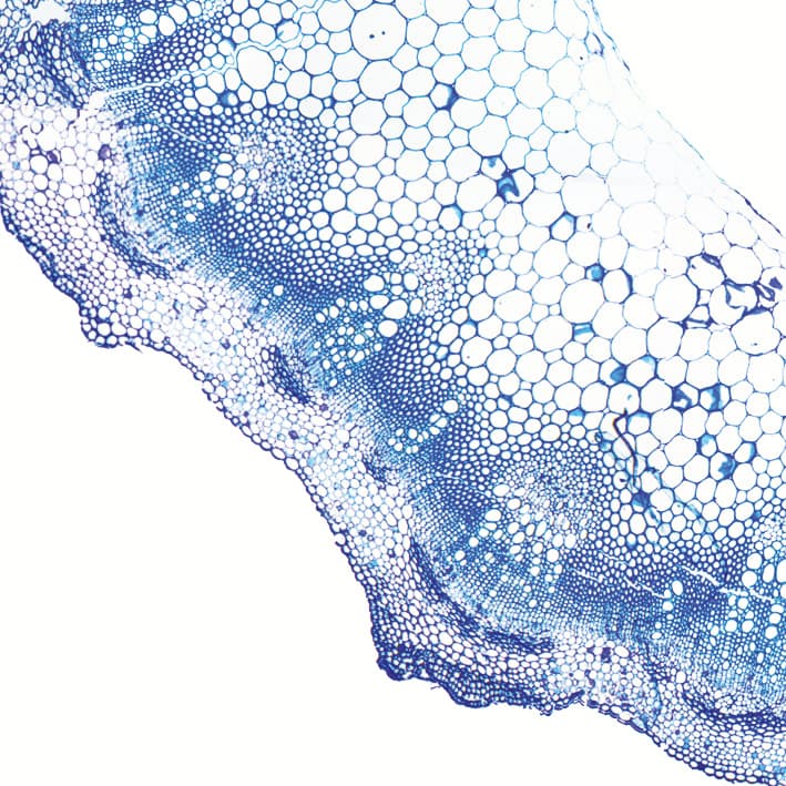 Embolism resistance in herbaceous eudicot stems