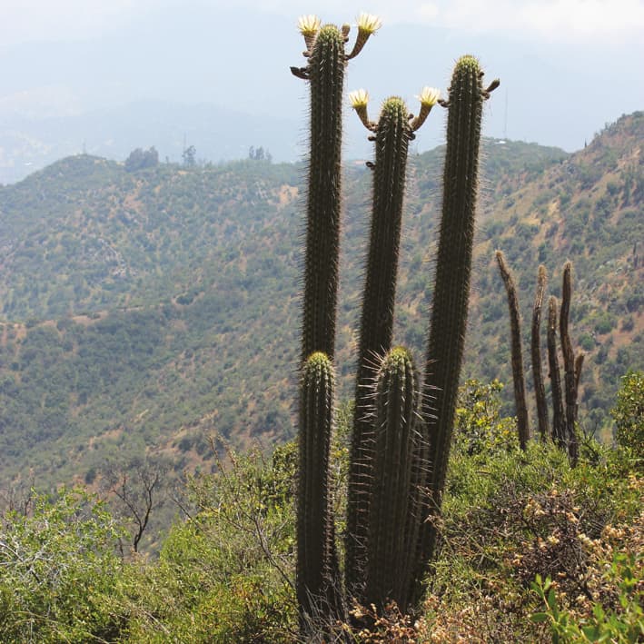 Effect of climatic fluctuations of the Quaternary on xeric flora