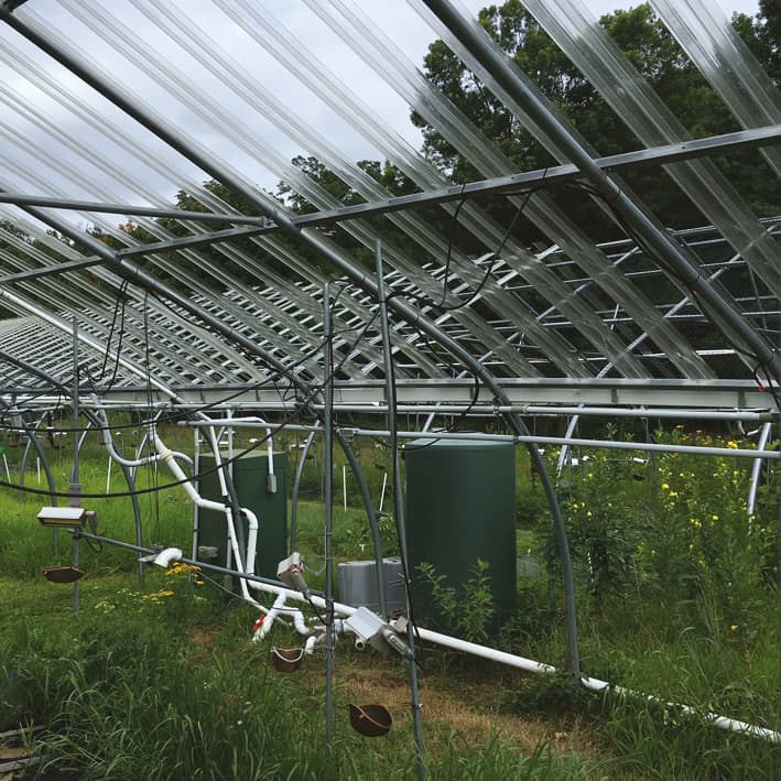 Interactive effects of prolonged drought and warming on plant growth and chemistry