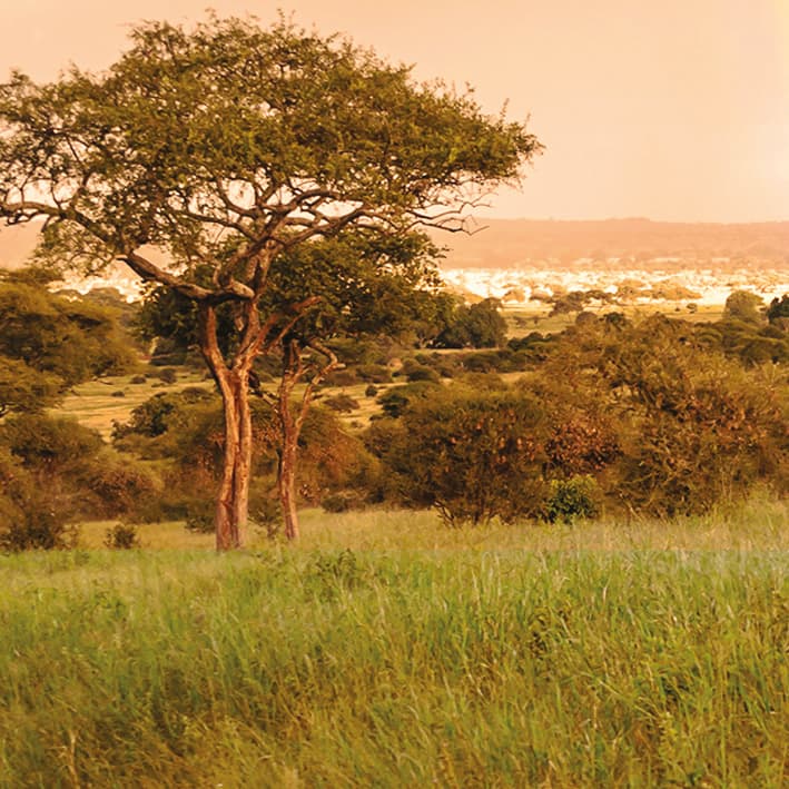 Savanna tree and C4 grass acclimation responses across low-to-high CO2