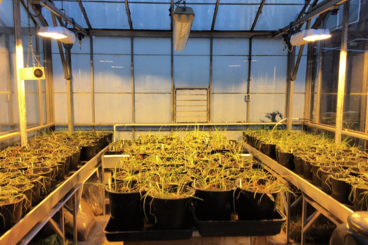 Species interactions change the response of saltmarsh plants to flooding