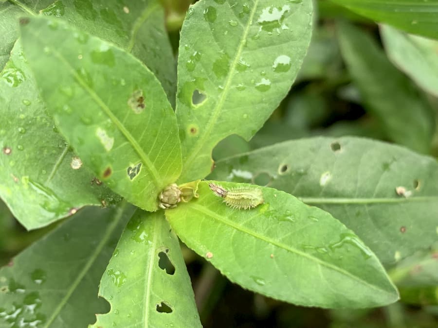 Plant invasion success varies with latitude