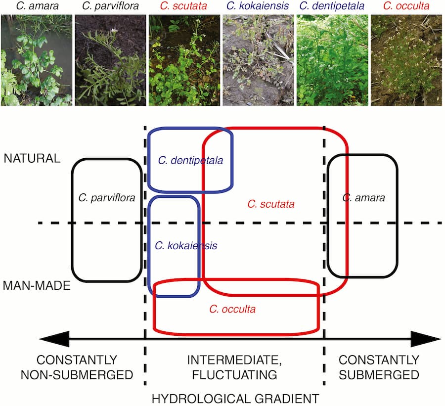 Origin and genome evolution of Cardamine occulta