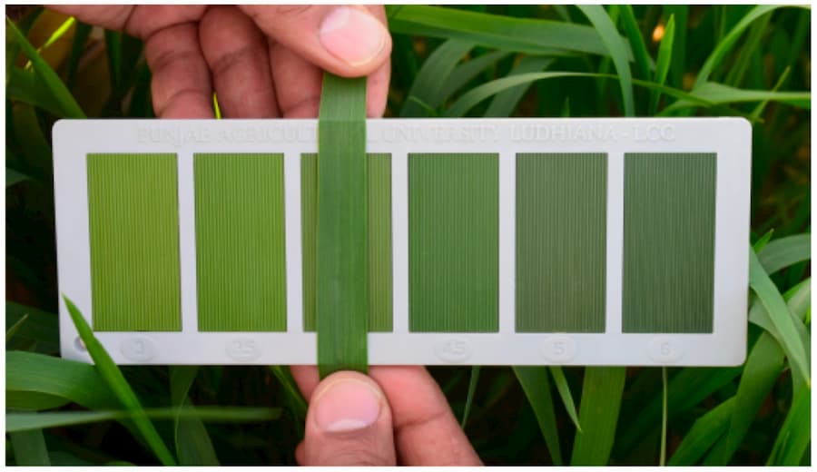 Plants and society – PPP2019