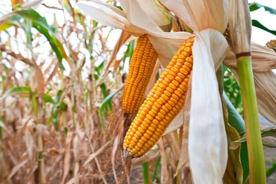 A new study reveals how the cuticle protects maize leaves