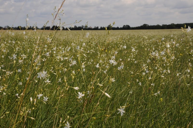 Dormancy and endosperm presence influence the seed longevity of central European calcareous grassland plants