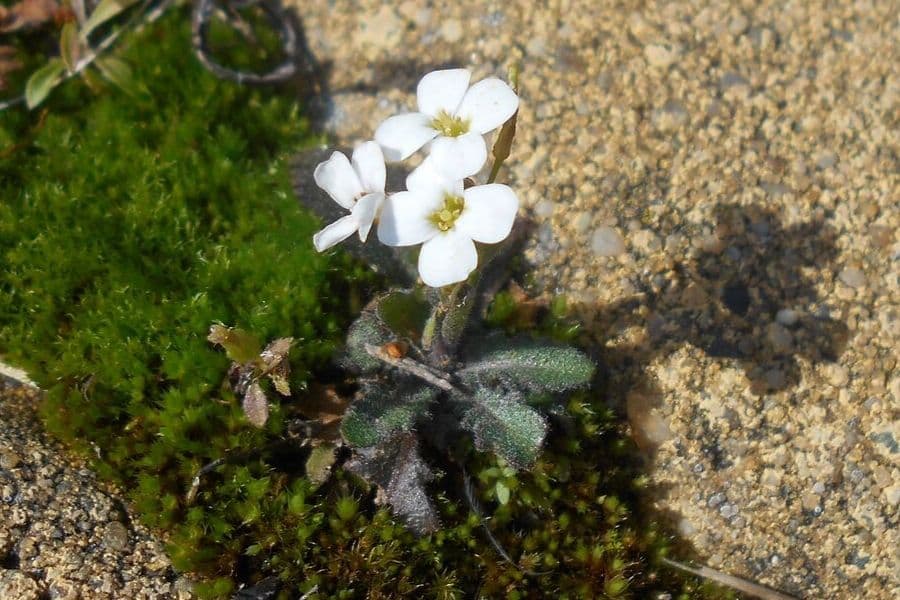 Role of ploidy in Arabidopsis arenosa colonization of alpine habitats