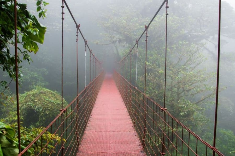 Where did the first flowers grow?