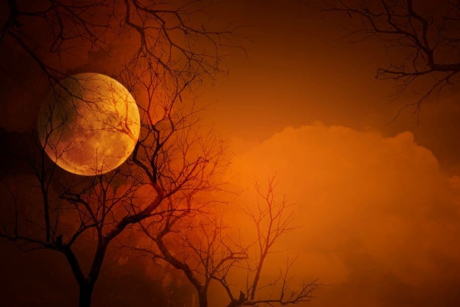 What happens when a vampire plant ‘bites’ two victims at once?