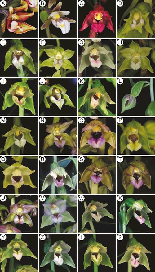 Where do all the Epipactis orchids come from?